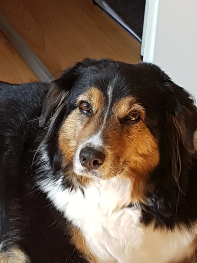 Andachtsbild von Sven