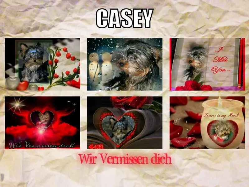 Image from Casey