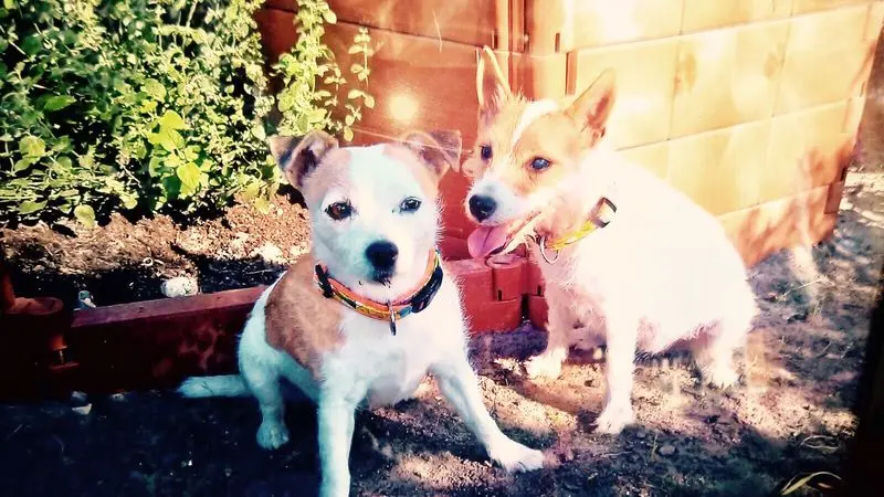 Condolence image of Petra mit Sternenseelenhunden Pebbels und Dottie 