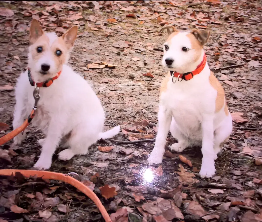 Condolence image of Petra mit Pebbels im Herzen