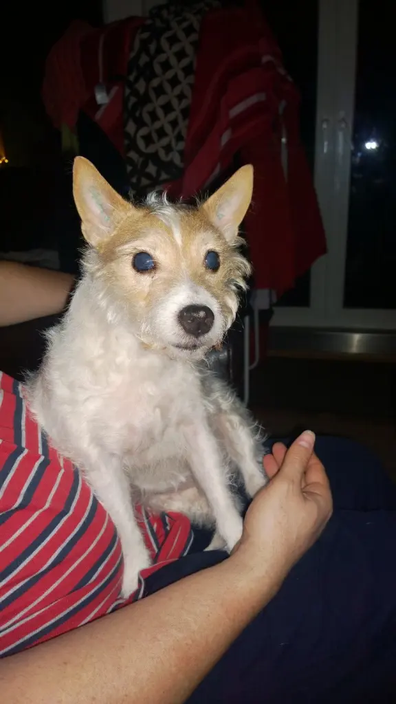 Image from Pebbels