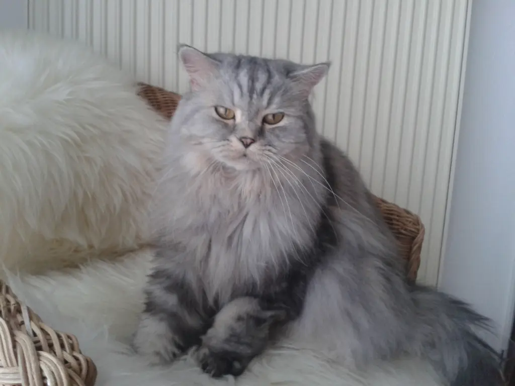 Image from Gismo