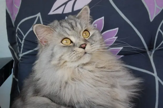 Image from Gismo