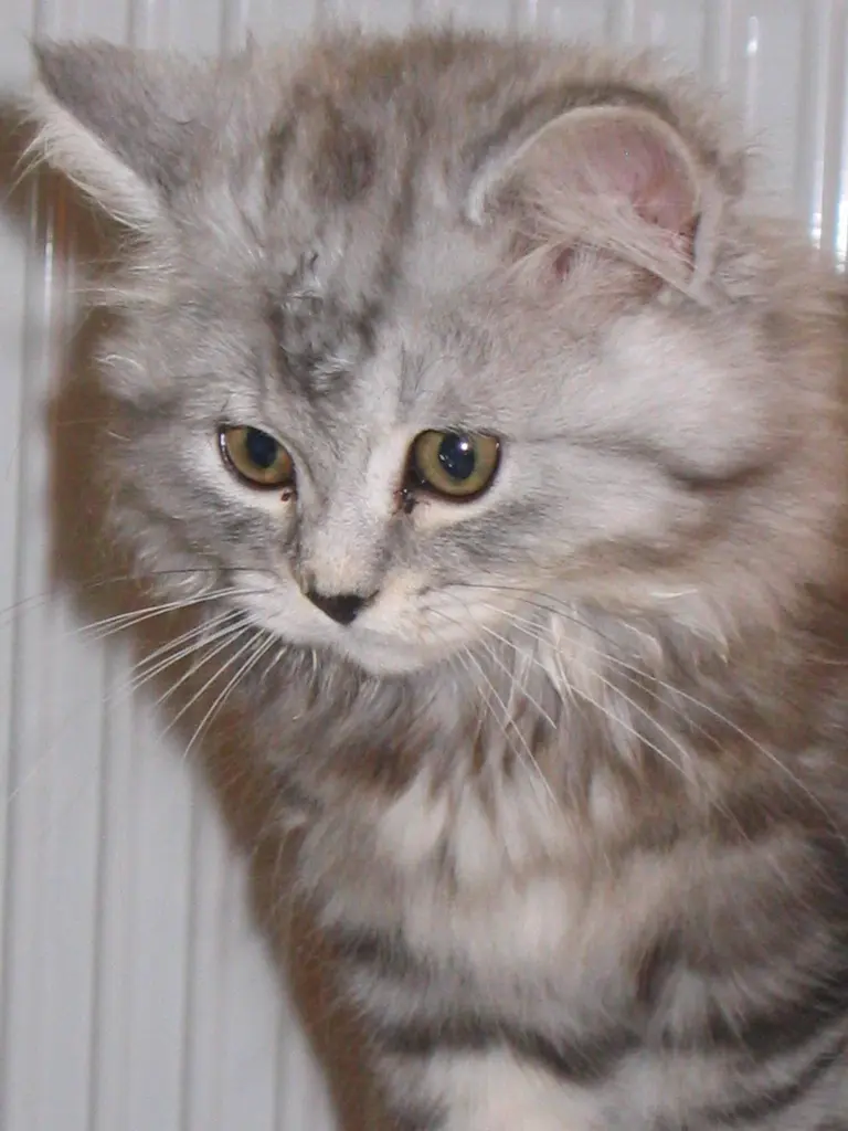 Image from Gismo