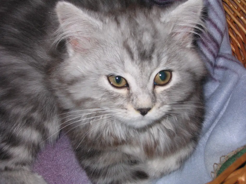 Image from Gismo