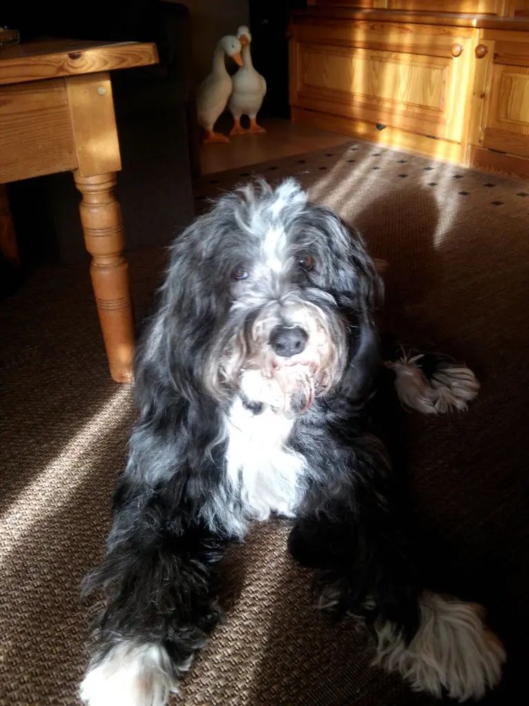 Image from Daika