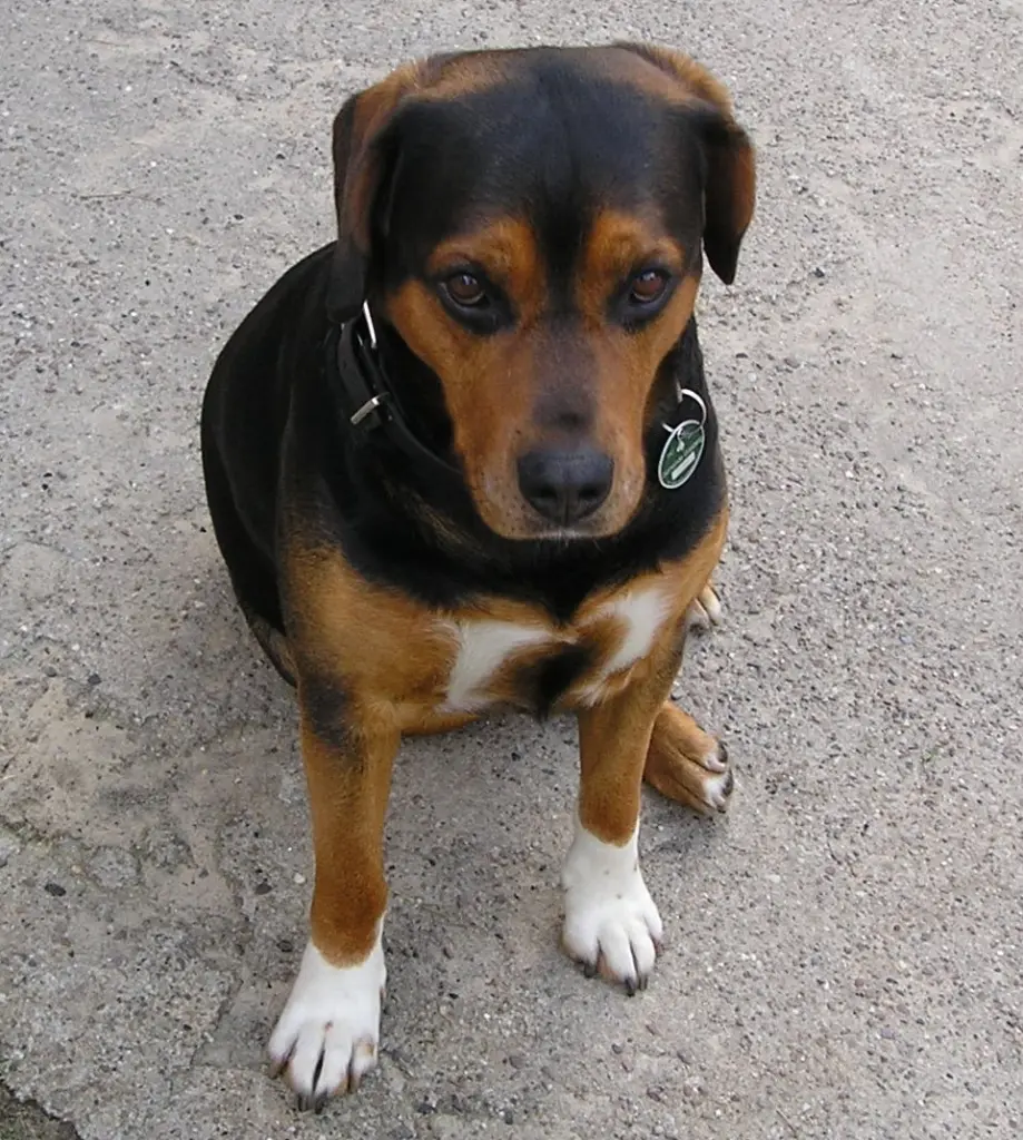 Image from Bonkas