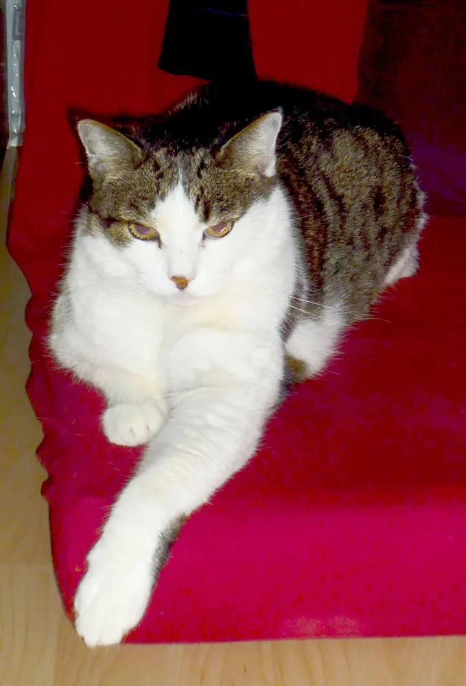 Condolence image of Nadia Saky
