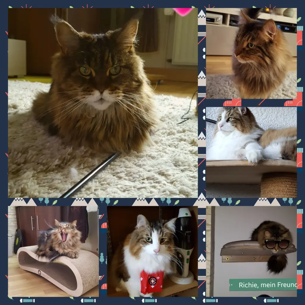 Condolence image of Birgitt mit Danny, Cindy, Bonny,Miez und Püppi