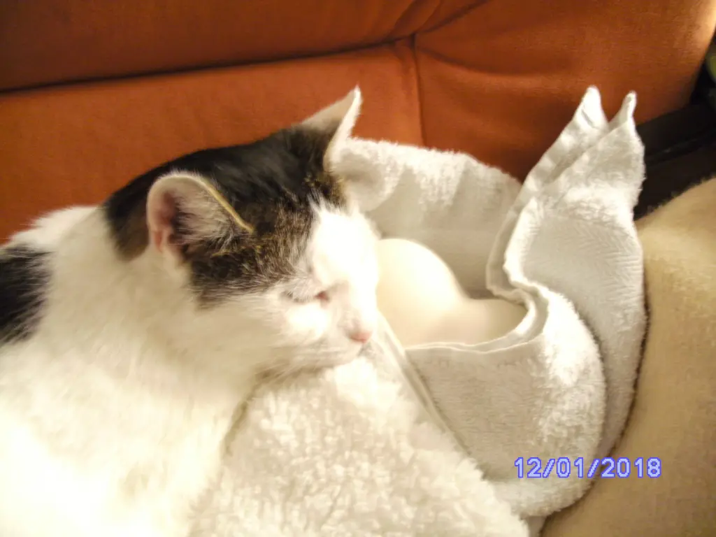 Condolence image of Frauchen