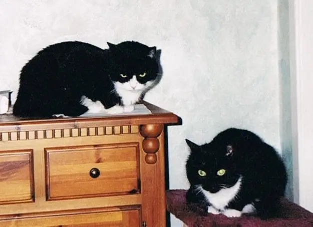 Condolence image of Frauchen