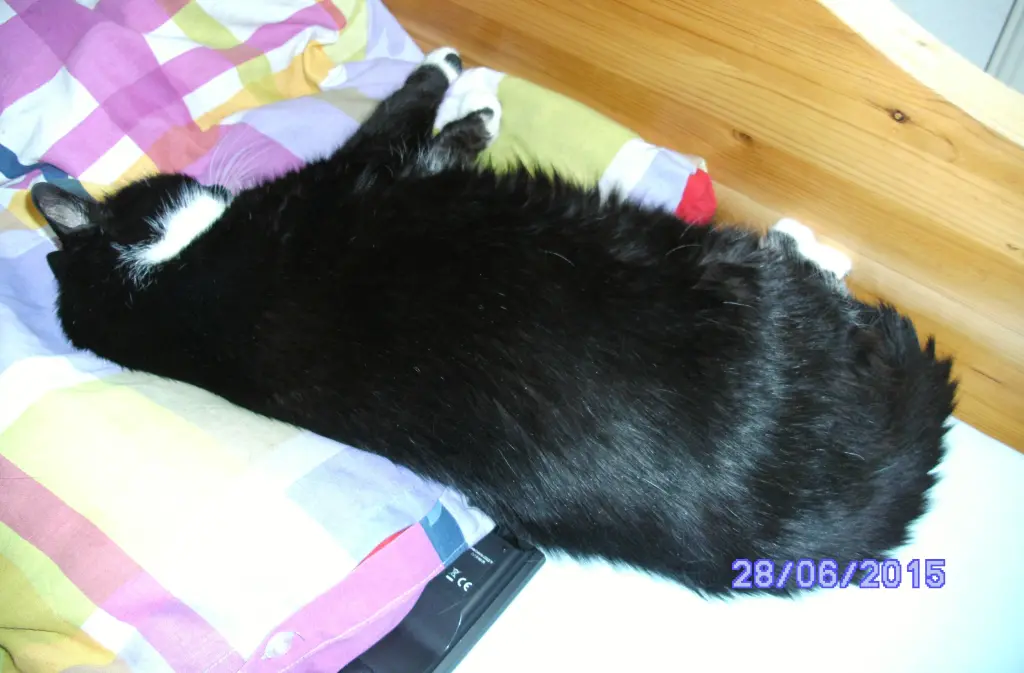 Condolence image of Frauchen