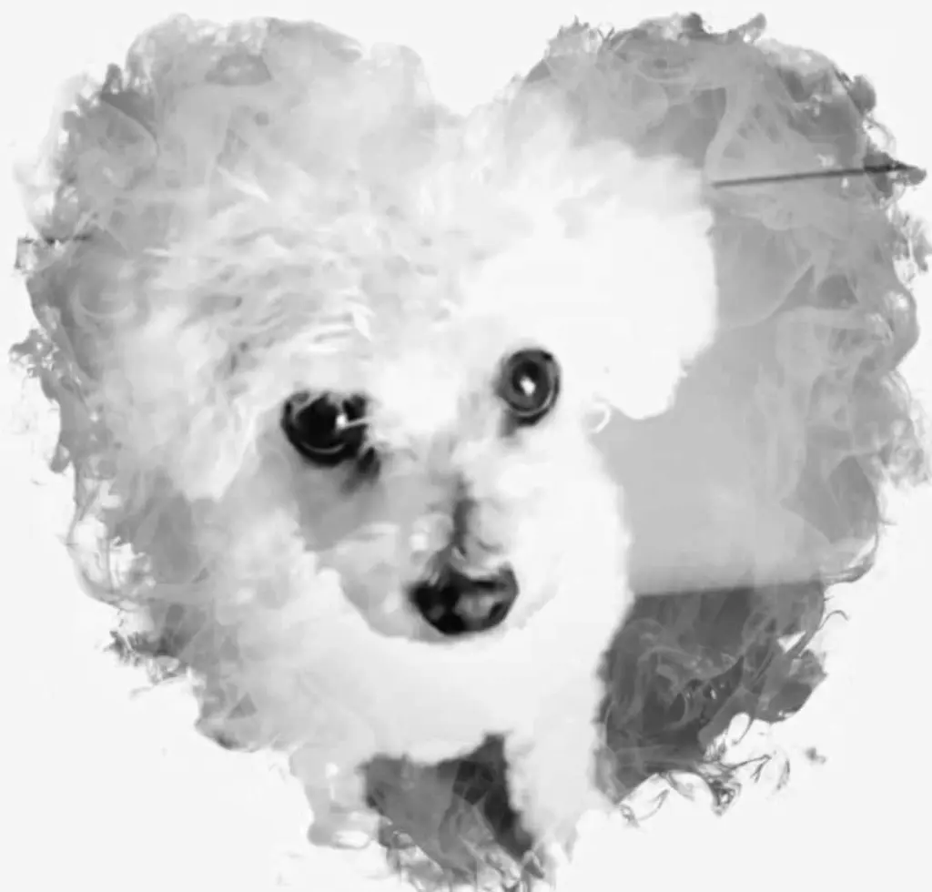 Andachtsbild von Für Karin mit Lupo im Herzen 