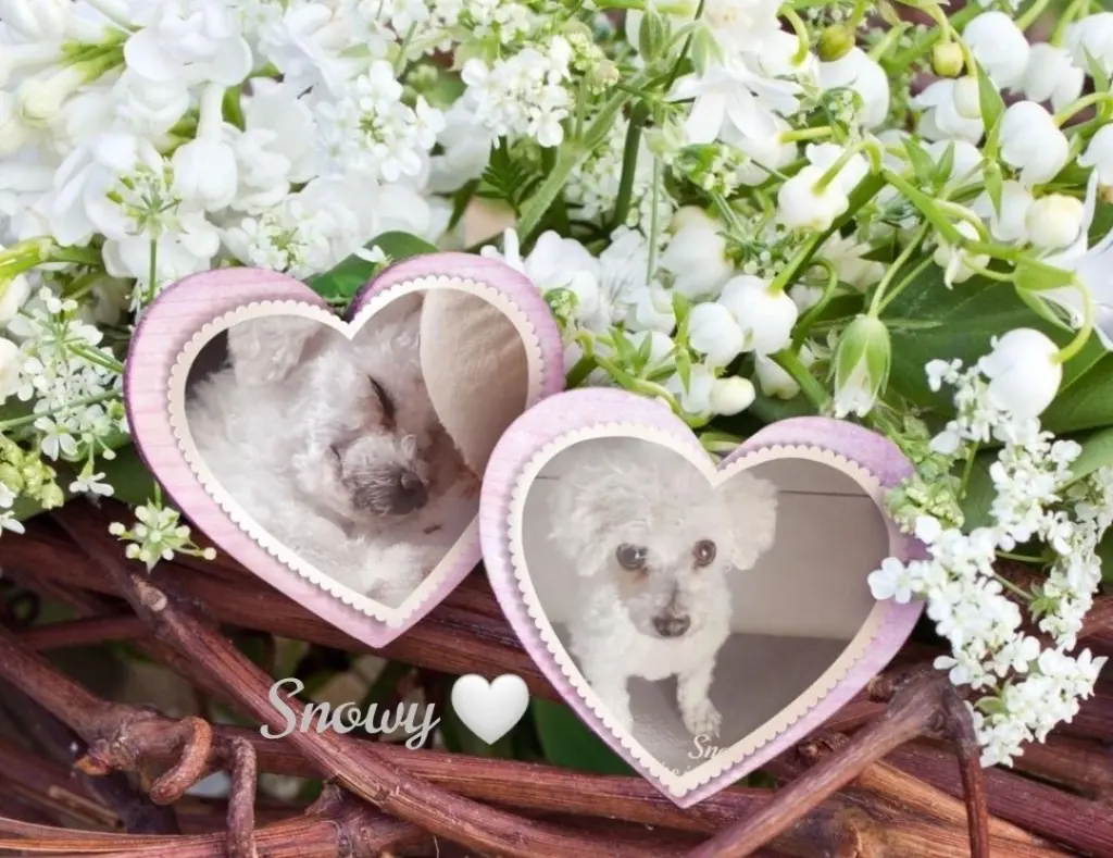 Andachtsbild von Gaby mit Snowy im Herzen