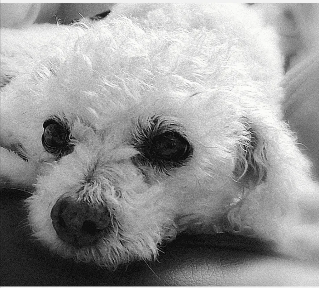 Andachtsbild von Gaby mit Snowy im Herzen 