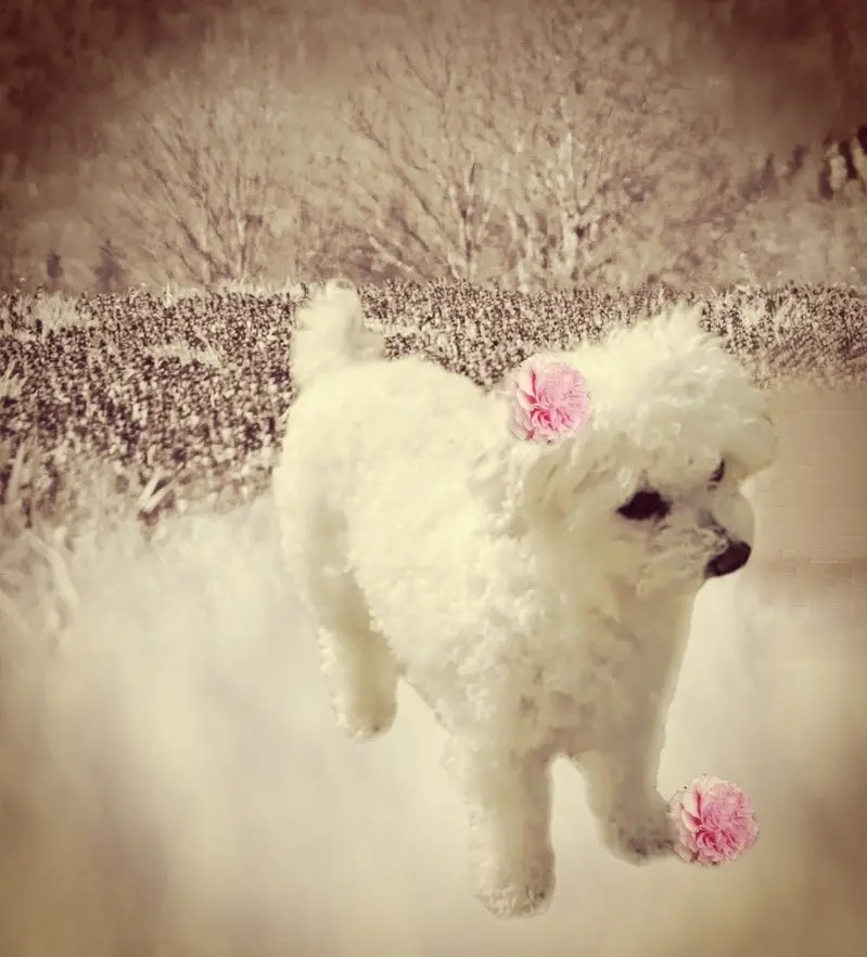 Andachtsbild von Gaby mit Snowy ❤️