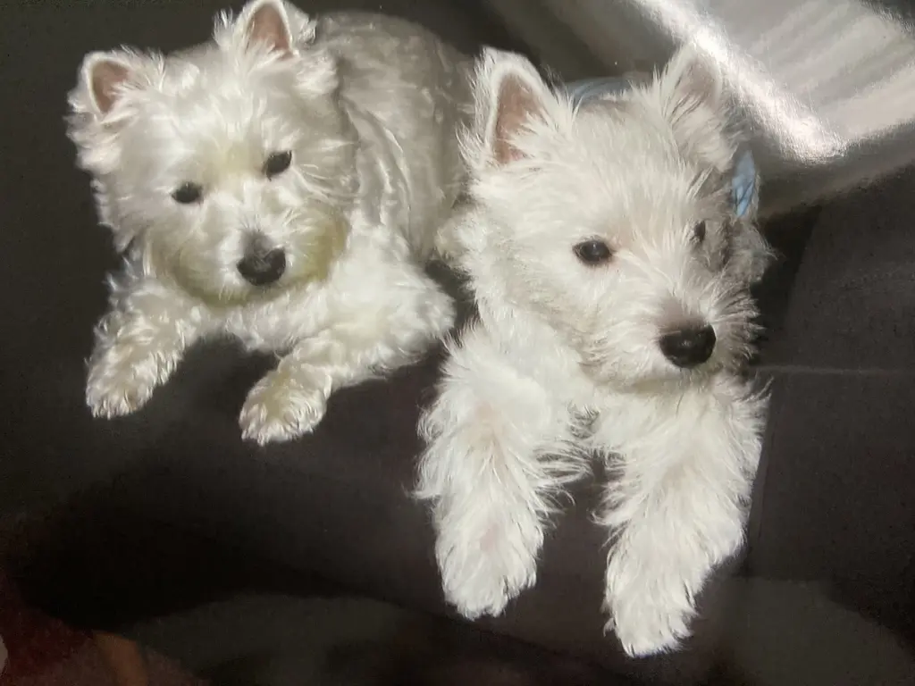 Andachtsbild von Unbekannt