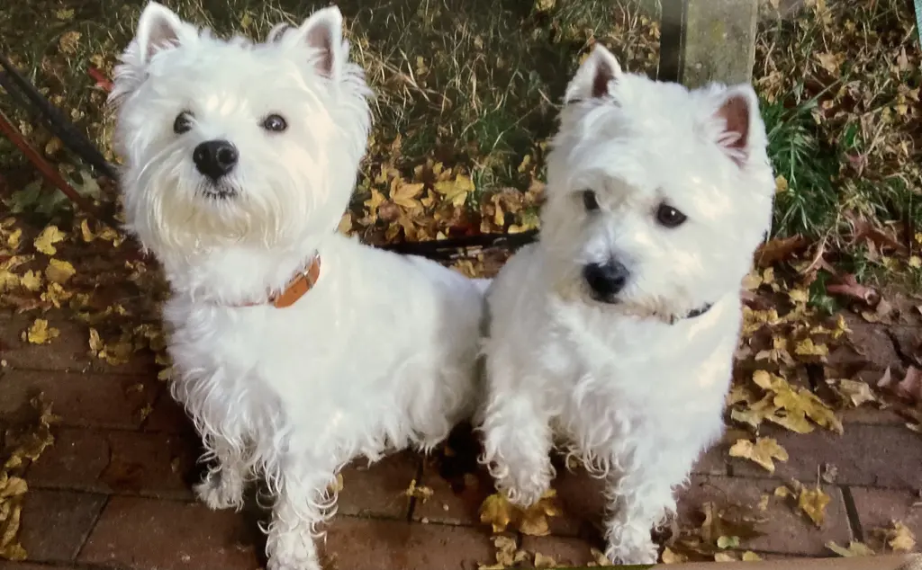 Andachtsbild von Unbekannt