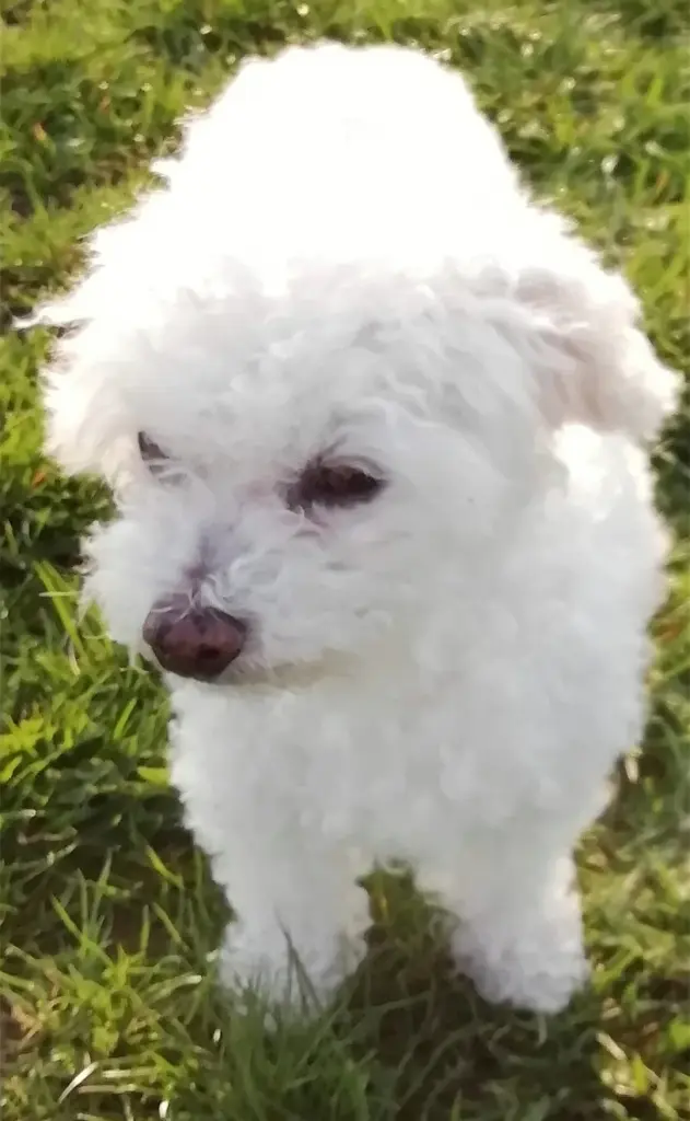 Andachtsbild von Snowy ❤️für Lupo 