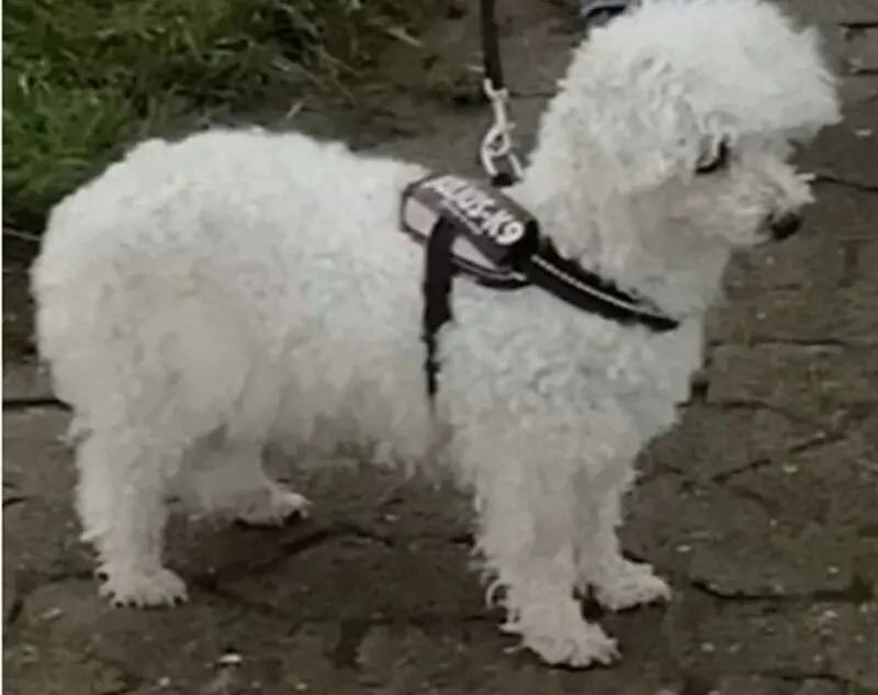 Andachtsbild von Snowy ❤️für Lupo 