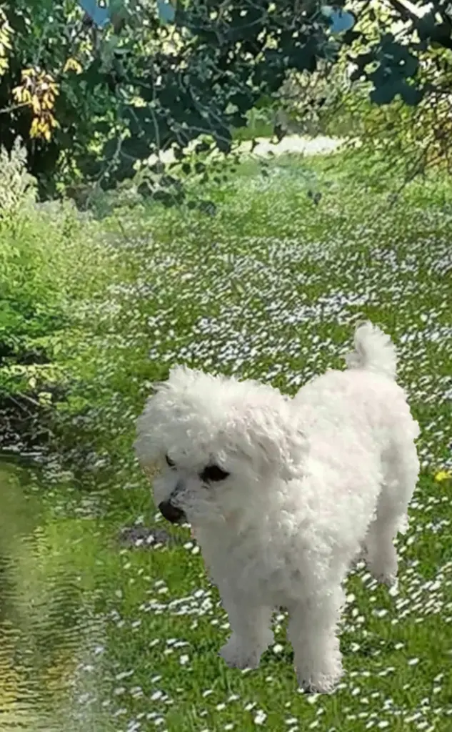 Andachtsbild von Snowy ❤️