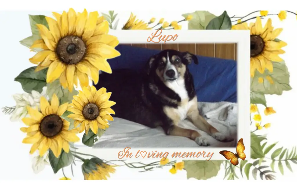 Andachtsbild von Lupo♥️ geliebt♥️ und unvergessen♥️