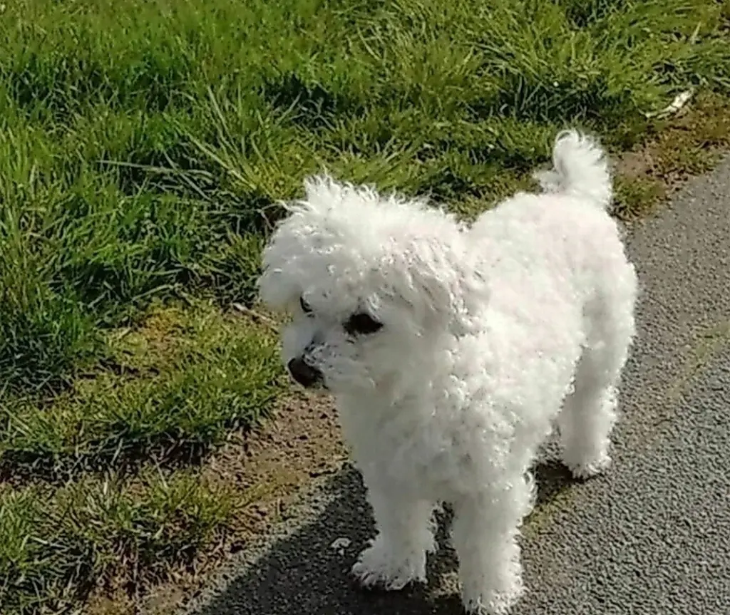 Andachtsbild von ♡Herzen ♡für Lupo ♡