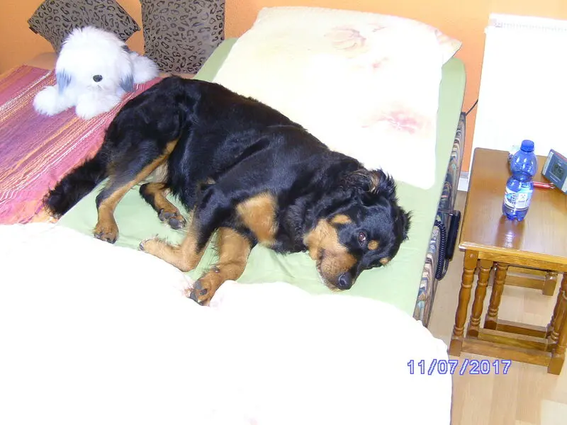 Andachtsbild von Angelika mit Kitty im Herzen