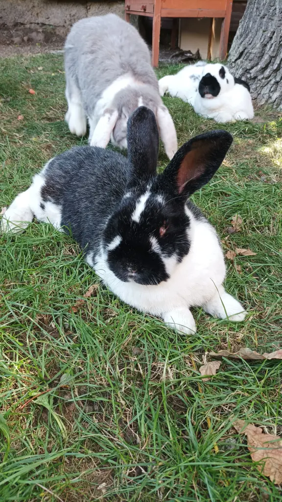 Andachtsbild von Unbekannt