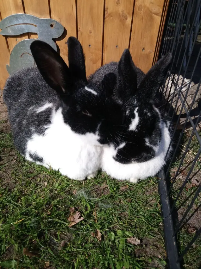 Andachtsbild von Für meinen Pupa❤️