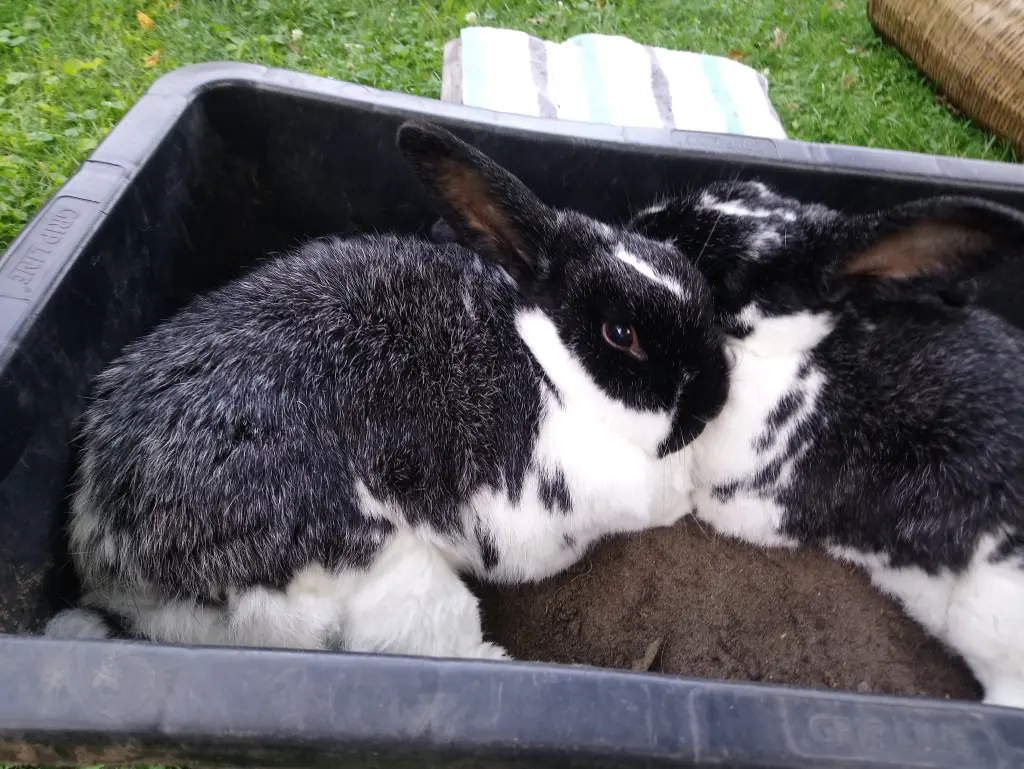 Andachtsbild von Unbekannt