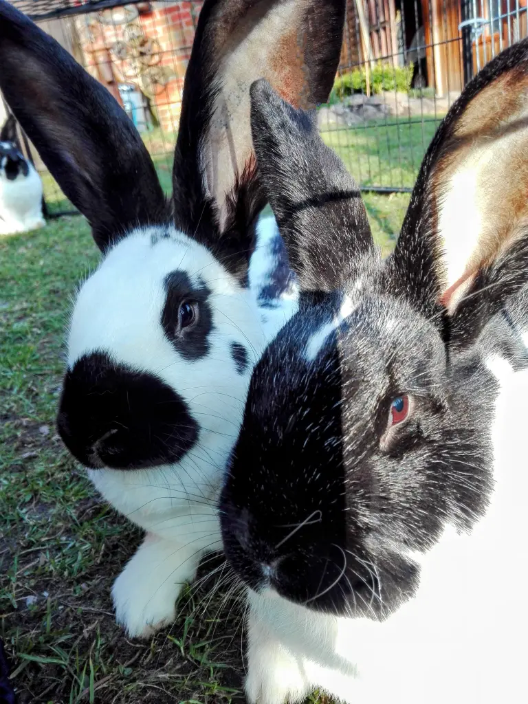 Andachtsbild von Für meinen Pupa❤️