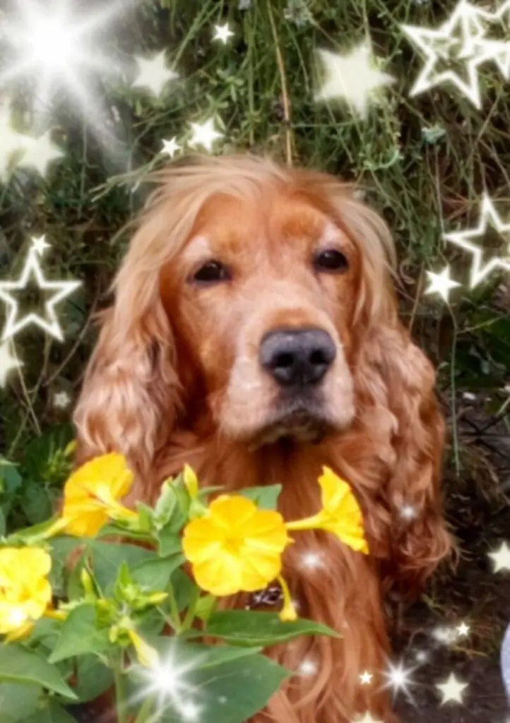 Condolence image of In ewiger Liebe