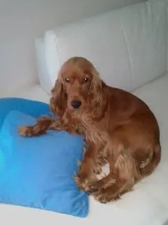 Condolence image of In ewiger Liebe