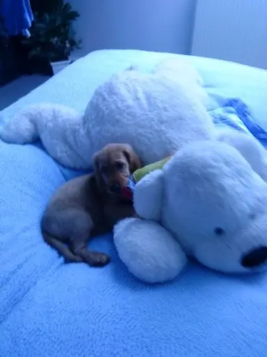 Condolence image of In ewiger Liebe