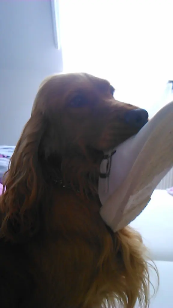 Condolence image of In Liebe für Diego