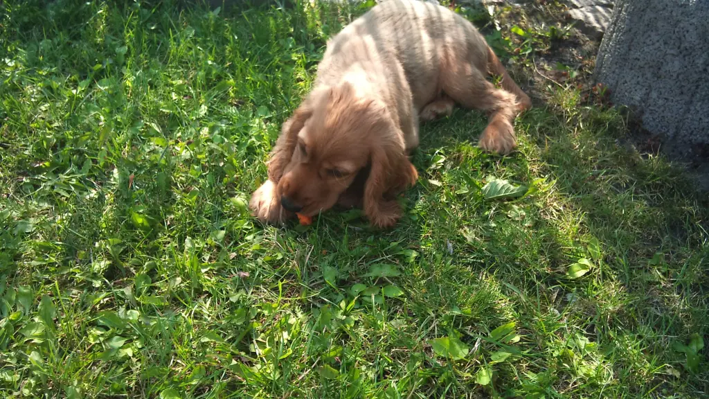 Condolence image of In Liebe