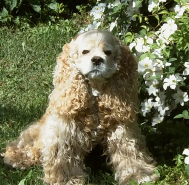 Condolence image of Für Aro in ewiger Liebe