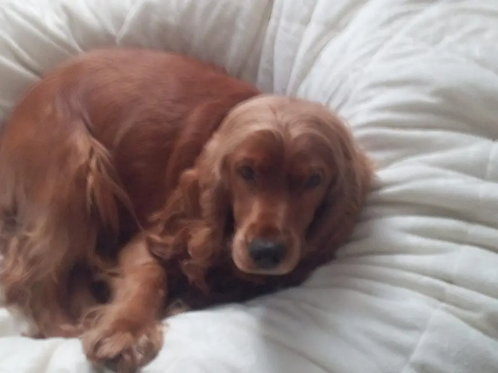 Condolence image of Für Diego in ewiger Liebe