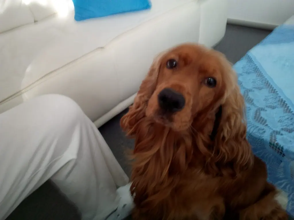 Condolence image of In ewiger Liebe