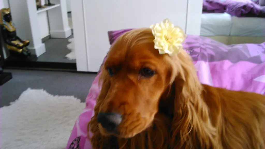 Condolence image of In ewiger Liebe 