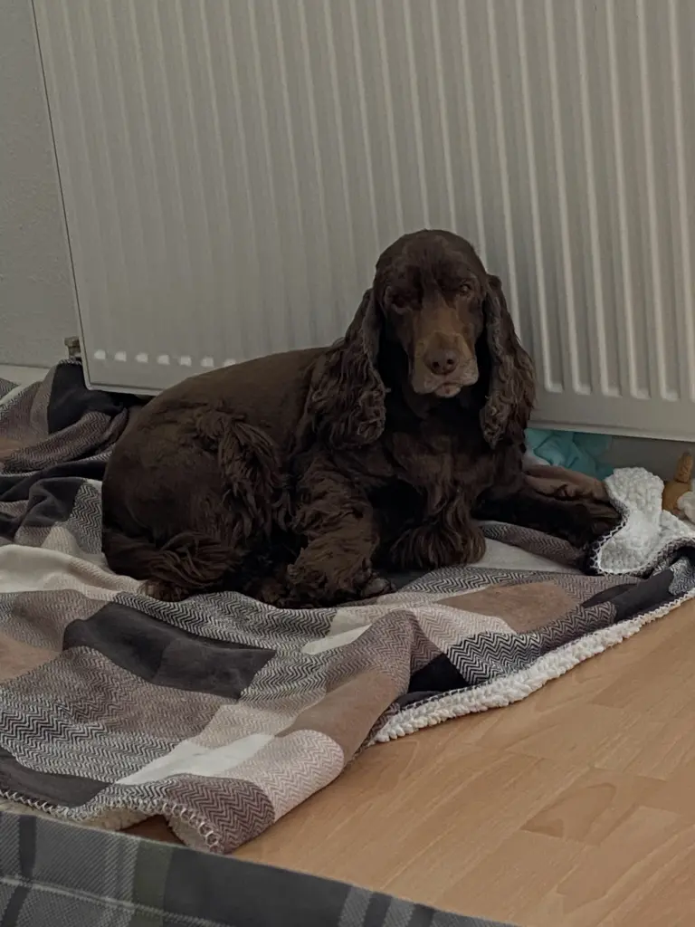 Condolence image of Kerstin mit Engel Linus 