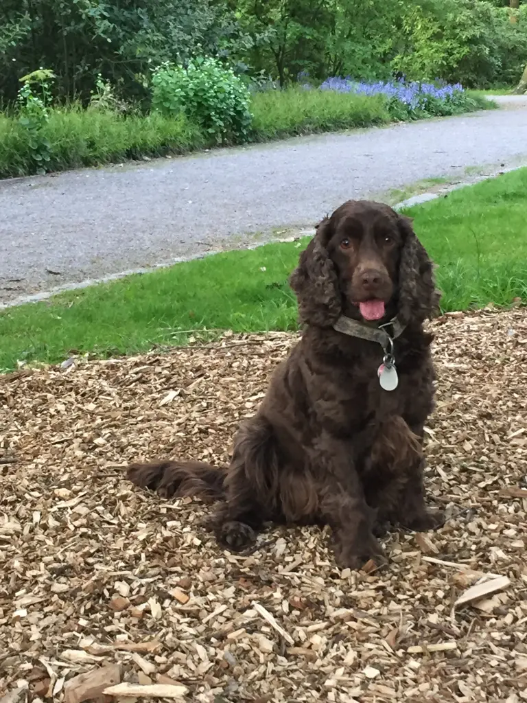 Condolence image of Linus für Diego und Aro 