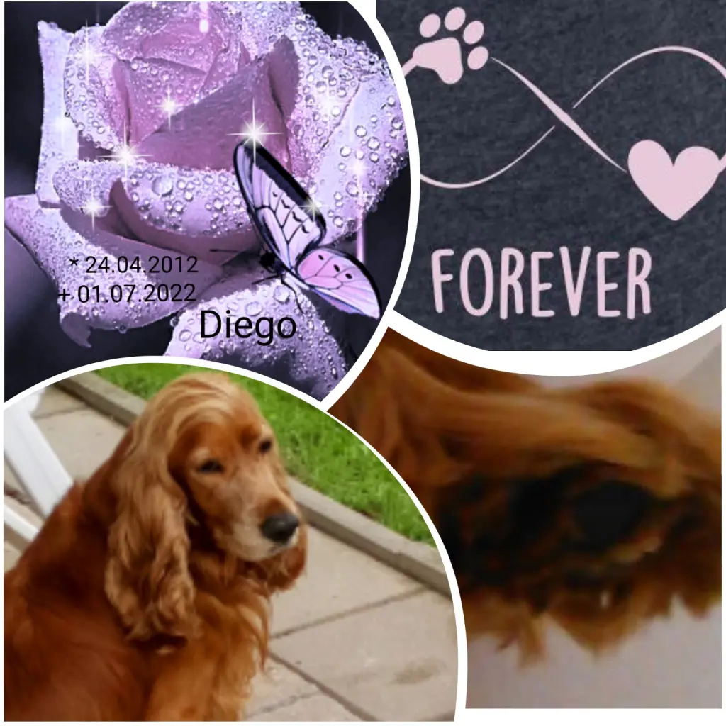 Condolence image of In ewiger Liebe 