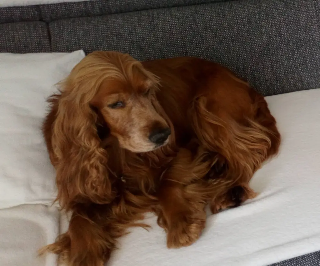 Condolence image of Mama in ewiger  Liebe 