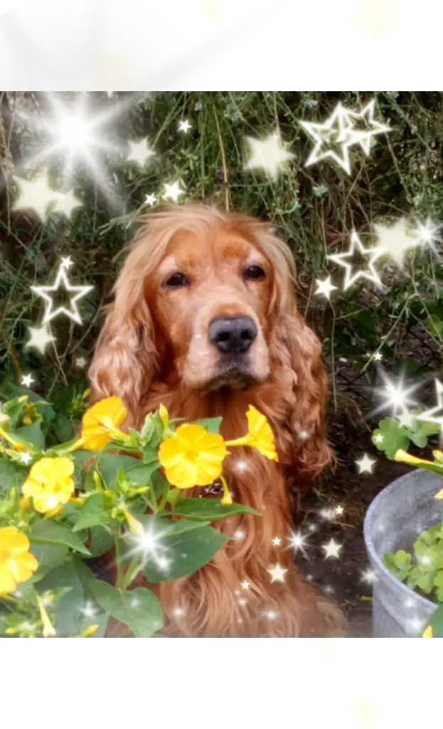 Condolence image of Mama in ewiger Liebe 