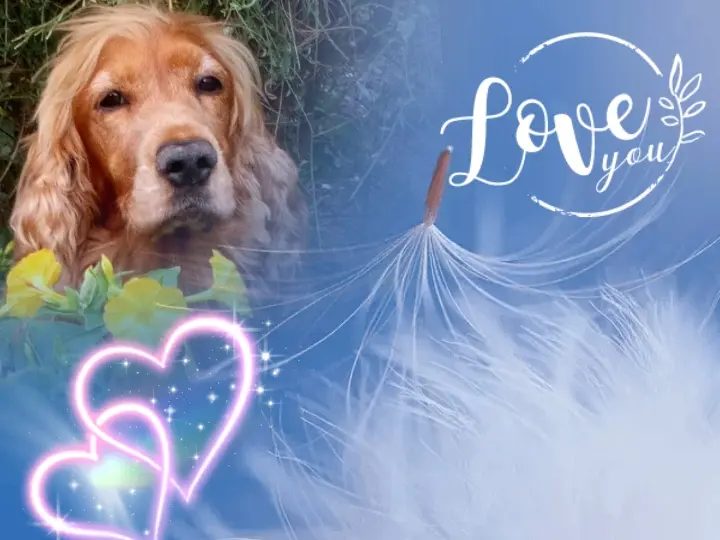 Condolence image of ❤Mama in ewiger Liebe ❤