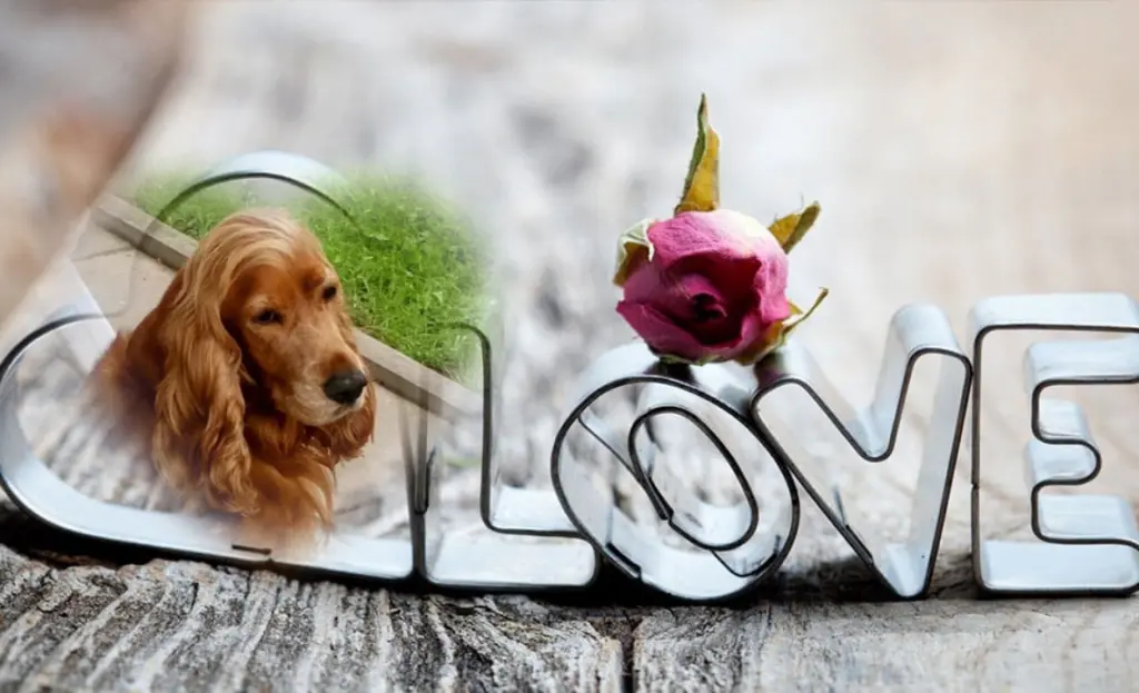 Condolence image of Mama in ewiger Liebe ❤ 