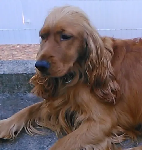 Condolence image of Papa