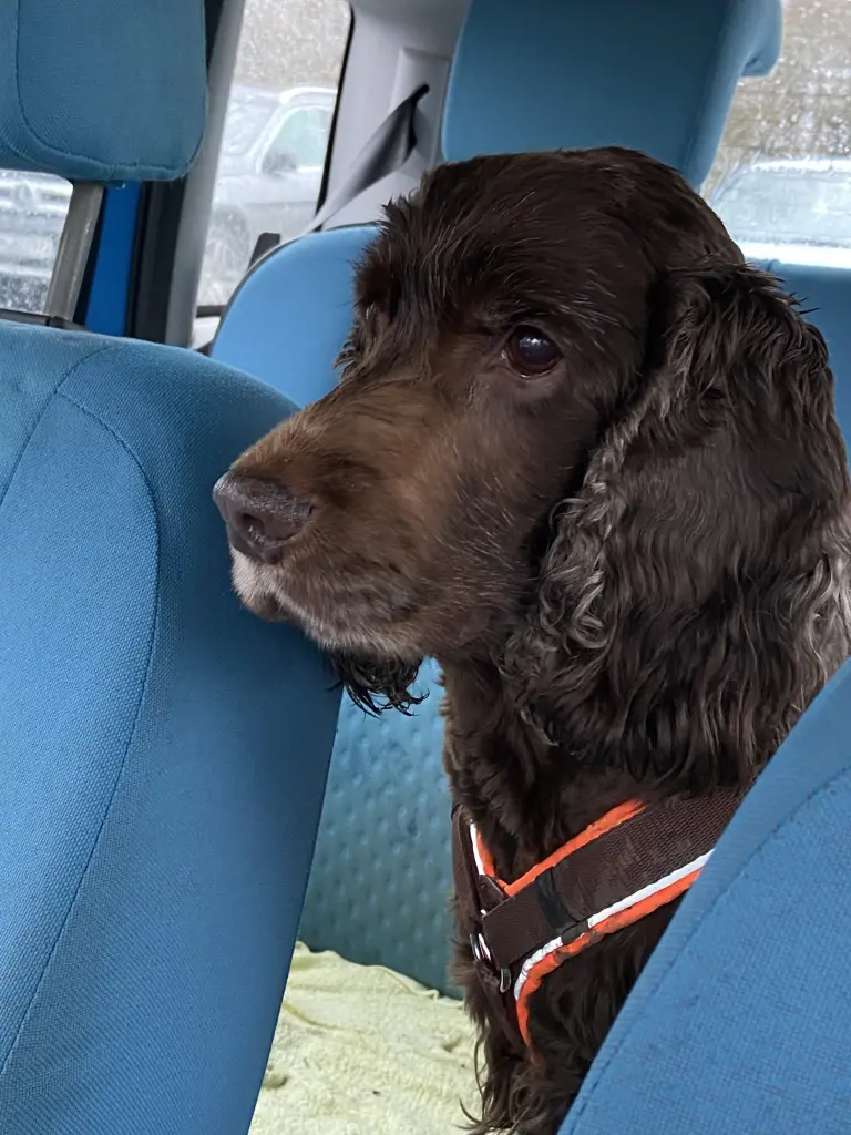 Condolence image of Kerstin mit Seelenhund Linus